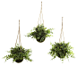 Plant Painting - Contemporary - Artificial Plants And Trees - by Artisan Moss