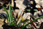 雨水节气，植物园枫香落叶丛中探出的老鸦瓣（山慈姑）。老鸦瓣是每年春天我寻找踪迹的第一种花；对我来说，看到老鸦瓣开花，春天才真的开始。