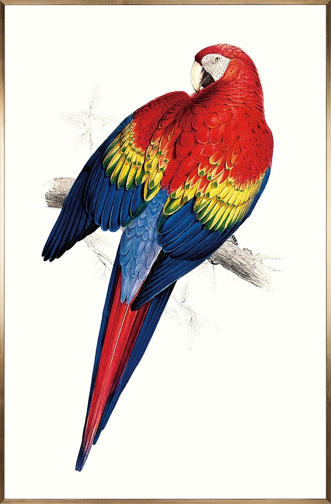 彩色斑斓鸟类挂画 5810154