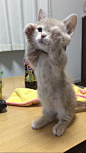「生活在日本的网红喵Miru，刚刚2个月大一点，简直就是一只大写的小，天，使！ 」#好拽的喵星人#