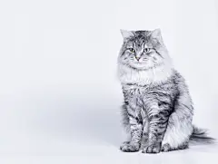 点击来源直接获取大图文件 |Funny large longhair gray tabby cute kitten with beautiful eyes. Pets and lifestyle concept. Lovely fluffy cat on grey background.