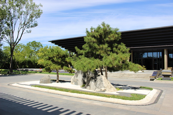 造型黑松造型松树入口景石