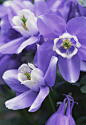 Aquilegia flabellata 紫萼耬斗菜