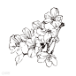 手绘线稿草本植物花卉-植物花卉-插画图形素材-酷图网