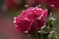 粉色的 花壁纸 美丽的花朵 玫瑰 花 早晨 露珠 玫瑰花 植物群