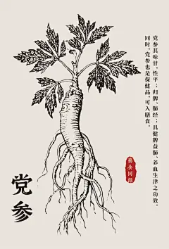 三七、灵芝、半夏、党参线稿图海报！ - 小红书