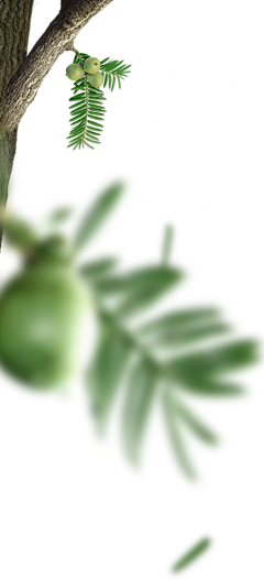 ^_蔷薇花下凉、采集到植物（花草树木）