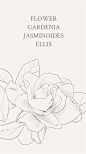 栀子花：GARDENIA JASMINOIDES ELLIS。花语：坚强、永恒的爱、一生的守候。