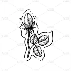 手绘玫瑰花涂鸦元素在白色背景上。玫瑰花蕾。情人节。的象征。爱。矢量插图在涂鸦风格。