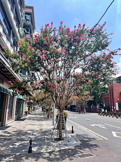 优利信王文君采集到仿真植物及花包装