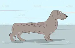 狗,住宅房间,可爱的,小的,动物,儿童,腊肠犬,犬科的,小狗,绘制