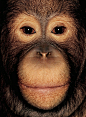 James和猩猩們 - 人文摄影 - CNU视觉联盟