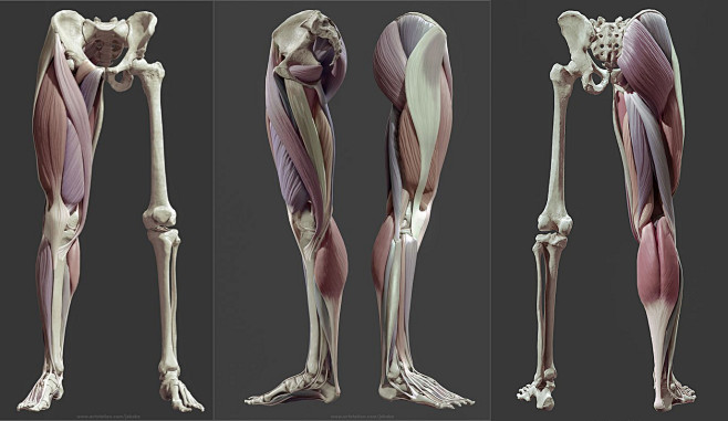 leg anatomy