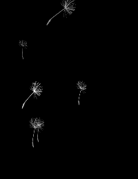 ▫️采集到GIF