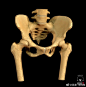 #陶叔分享#盆骨-好吧画屁股你要先了解它的内外盆骨架构，外在肌肉分配。难得的资料哦，画画 #关键在于设计# 一起加油(ง •̀_•́)ง