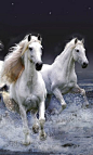 ♂ White horses #animals #horse