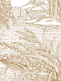 乡村振兴——大米包装插画 - 小红书