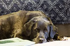 黑色拉布拉多猎犬,拉布拉多犬,水平画幅,无人,褐色眼睛,动物,小狗,黑色,狗,摄影