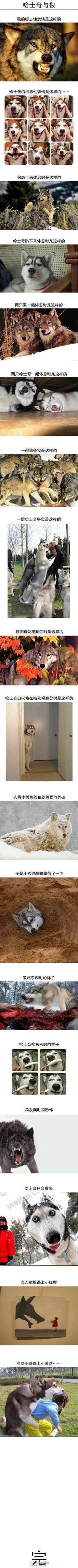 睡梦之中采集到萌宠