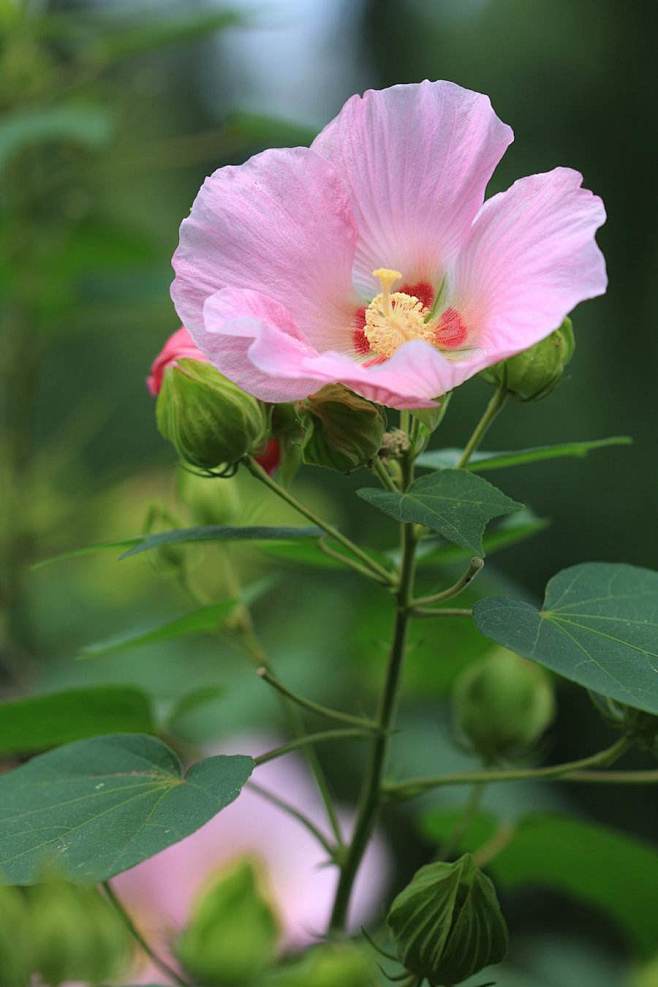 芙蓉