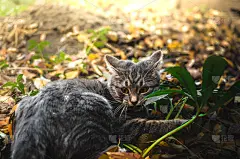 非常惊讶的是，这只灰斑猫在后院看起来很滑稽，照片为表情包，耳朵向后转