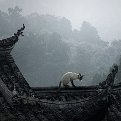 Ariel_采集到喵