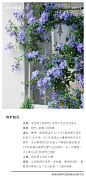 蓝雪花'养护知识