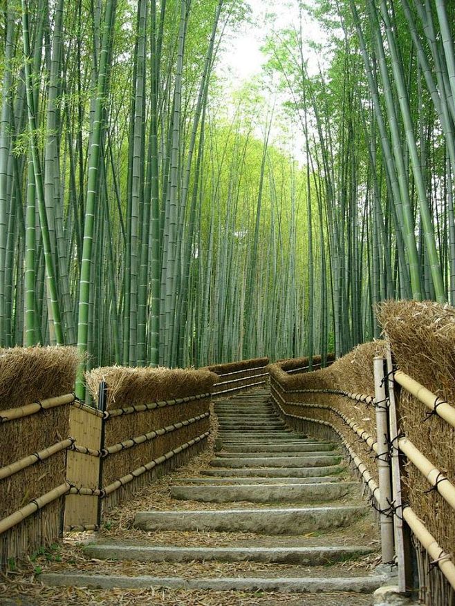 Bamboo Path in Kyoto...