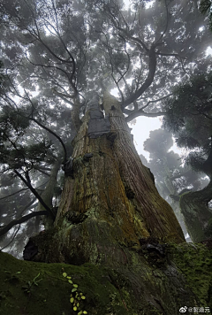 活嗻采集到场景——植物