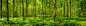 Summer sunlight warming green forest fern foliage idyllic clearing panorama