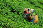 A woman works in a field, collecting tea leaves while wearing a hat and protective clothing