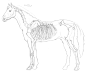 horse_ref_from_animal_anatomy_by_wolfwaters