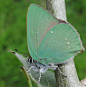 Green Hairstreak - Callophrys rubi | 卡灰蝶 