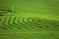 Kokoro Clover在 500px 上的照片Fingertips Tea Field