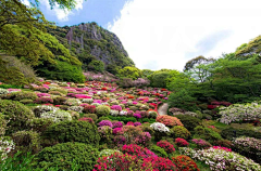 玫小玫采集到花镜
