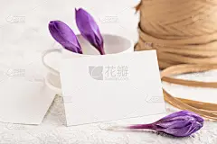 白纸请帖，灰色混凝土背景上的紫色藏红花雪莲花模型。空白，侧视，静物，复制空间，婚礼请柬。