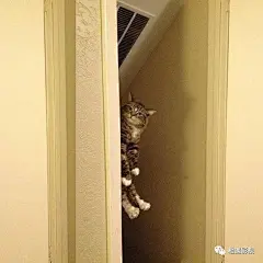 【图片】【调皮猫表情包】超可爱的，长期更新哈_表情包吧_百度贴吧 _E有点意思_T2019114 #率叶插件，让花瓣网更好用_http://ly.jiuxihuan.net/?yqr=12146793#