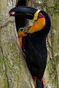 凹嘴巨嘴鸟<br/>toucans