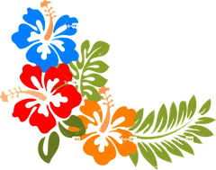 芙蓉 夏威夷 花朵 热带 丰富多彩的 春天 夏天 有天赋的人