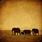 大象的家族，安博塞利、 肯尼亚