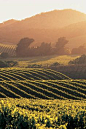Northern California, USA  Stay domestic and take a road trip through Northern California, the center of the country's wine industry. Drive past the waves of mustard flowers that dot the landscape in the winter season and arrive at the vineyards of Napa Va