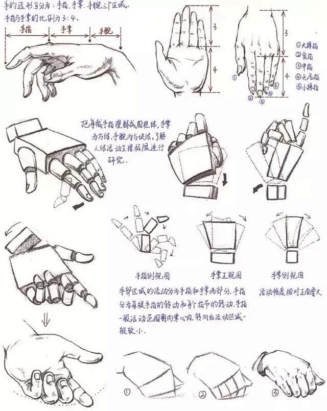 美术绘画速写之手部解剖详解，适合有一定基础的高三学生或成年人