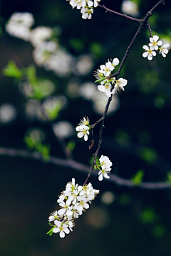 不甚了了、采集到花之魂。