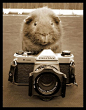 动物界的摄影大师上线了_图片_环球网