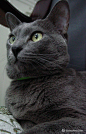 俄罗斯蓝猫
