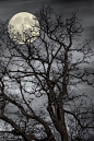 ancientdelirium:


(via 500px / Treetop Moon by Gene Linzy)
