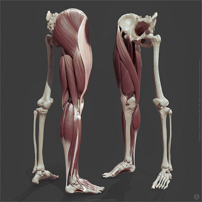 Leg anatomy