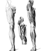 人体腿部肌肉与骨骼素描关系图_素描自学网