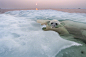 动物摄影：水中北极熊