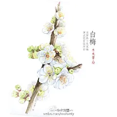 凑九张近期的手绘植物系列，中式水彩插画，花叶与诗词。 ​​​​